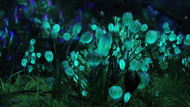 fungi, flowers, nature, bioluminescence, HD wallpaper