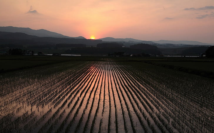 sunset, rice paddy, field, hills, landscape