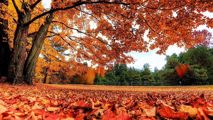 nature, fall, trees, leaves, landscape, autumn, change, plant, HD wallpaper