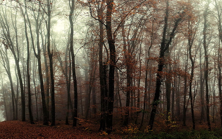 Forest, trees, mist, autumn, HD wallpaper