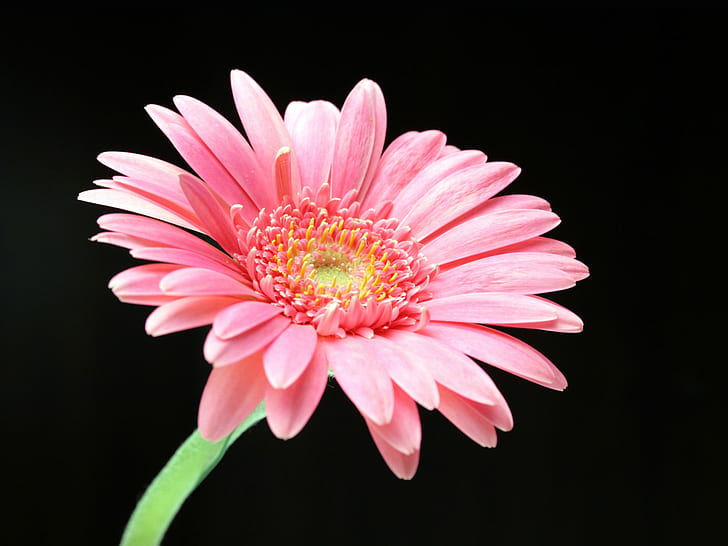 Pink Daisy HD, pink gerbera daisy, flowers