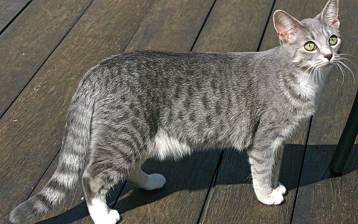 Egyptian Mau Cat, silver tabby cat, wood, cute, HD wallpaper