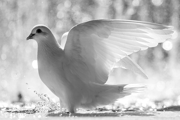 white release dove, water, squirt, bird, wings, feathers, black And White, HD wallpaper