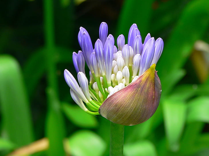 focus photography of purple-and-white flower buds, Agapanthus, HD wallpaper