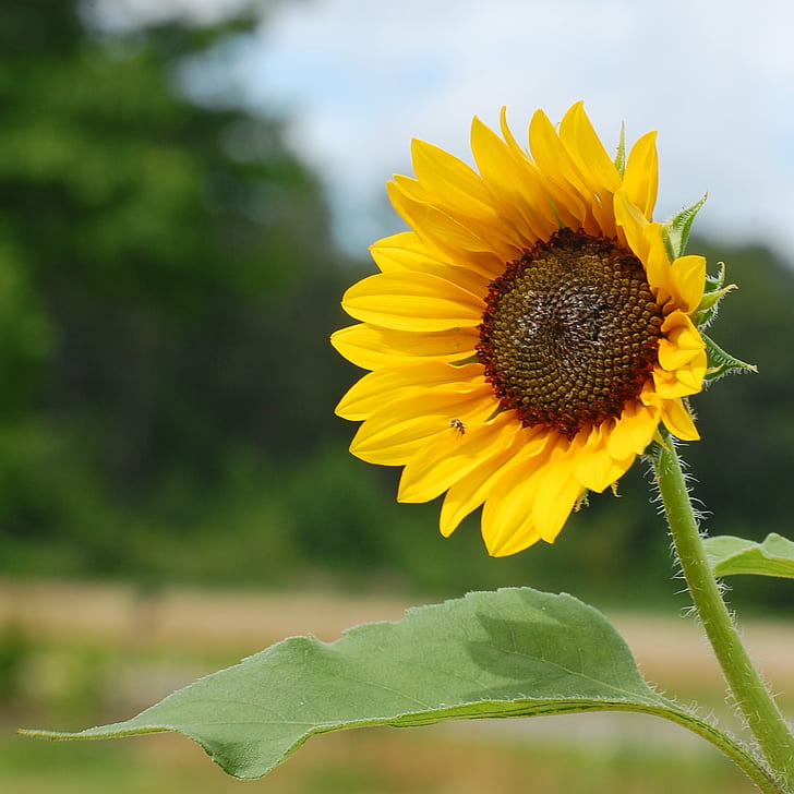 closeup photograph of yellow Sunflower flower during daytime, sunflower, HD wallpaper