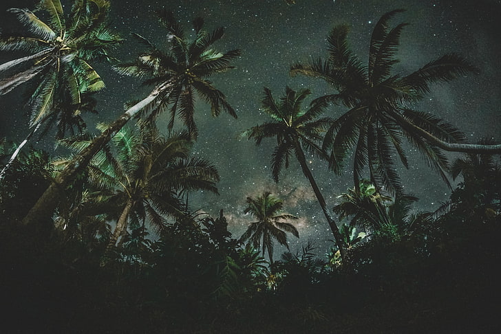 coconut trees, nature, starry night, palm trees, dark, tropical Climate