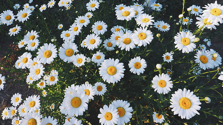daisy flowers, daisies, glade, grass, nature, summer, plant, backgrounds, HD wallpaper