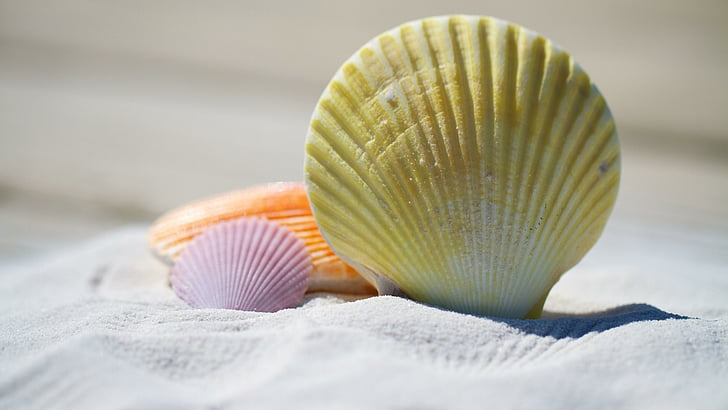 shell, sand, seashell, close up, beach, sandy beach, white sand, HD wallpaper