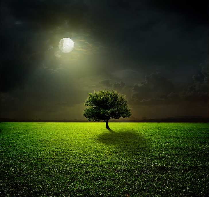 green leaf tree, moon, grass, sky, field, night, clouds, moonlight