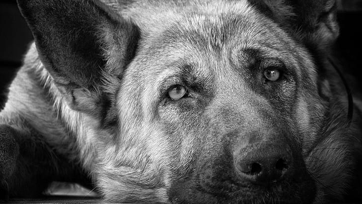 Superb dog, grayscale photo of dog, animals, 1920x1080 HD wallpaper