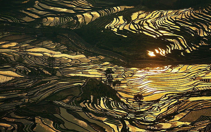China, sunlight, nature, rice paddy, terraced field, water, HD wallpaper