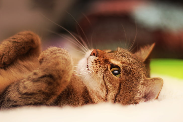 brown tabby kitten, cat, lying, cool cat, beautiful cat, domestic Cat, HD wallpaper