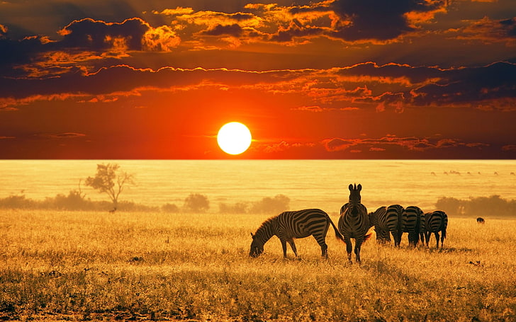 HD wallpaper: Africa, animals, landscape, sunset, zebras, sky, mammal,  animal themes | Wallpaper Flare