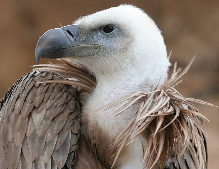 Griffon Vulture, eagle, bird, white, animals, HD wallpaper