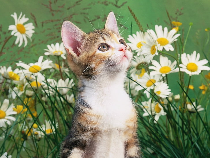 Kitten flowers 1080P, 2K, 4K, 5K HD wallpapers free download ...