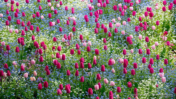 Pink Tulips, Butchart Gardens, Vancouver, British Columbia, Spring/Summer, HD wallpaper