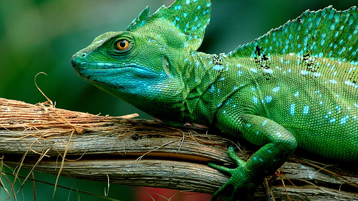 HD wallpaper: Animals Green Basilisk Lizard–desktop Wallpaper Full Screen  3840×2160 | Wallpaper Flare