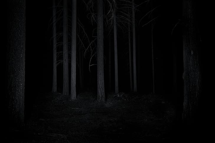 dark, earth tones, nature, forest, night, HD wallpaper
