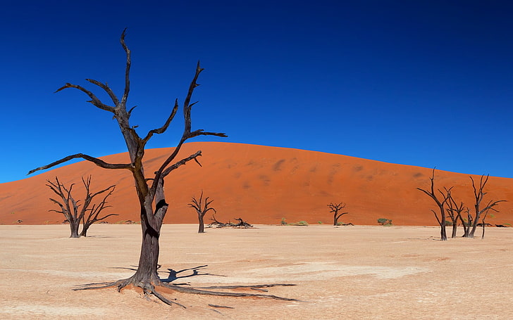 black and brown tree branch painting, landscape, desert, dune, HD wallpaper