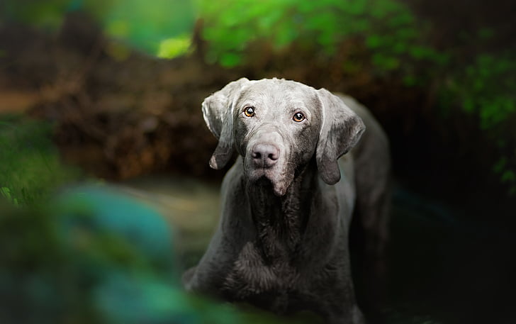 Weimaraner, Breed dog, 4K, HD wallpaper