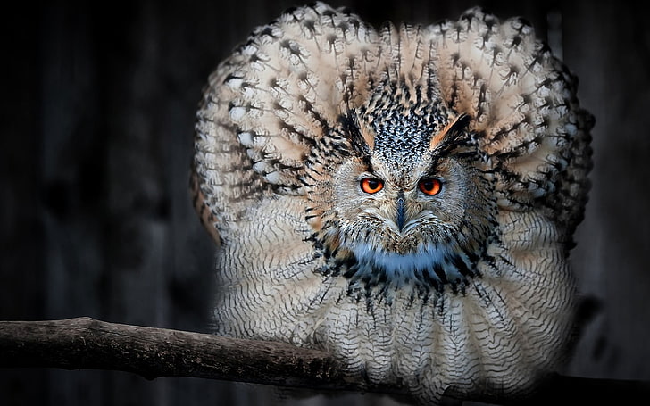 brown owl, bird, predator, feathers, animal, wildlife, bird of Prey, HD wallpaper