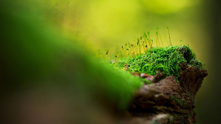 green plants, focus photography of green grass, wood, macro, moss