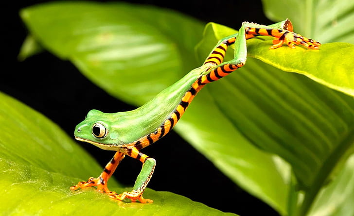 green nature leaves wildlife frogs amphibians 1920x1173  Animals Frogs HD Art, HD wallpaper