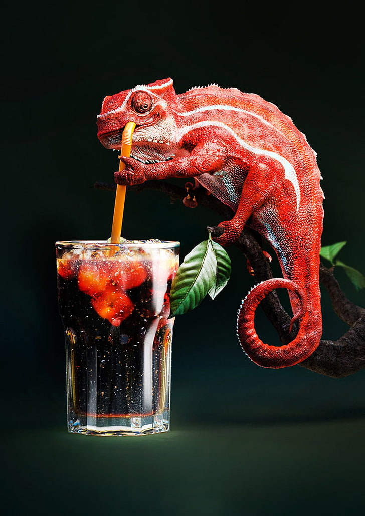 chameleons, drink, food and drink, healthy eating, black background, HD wallpaper