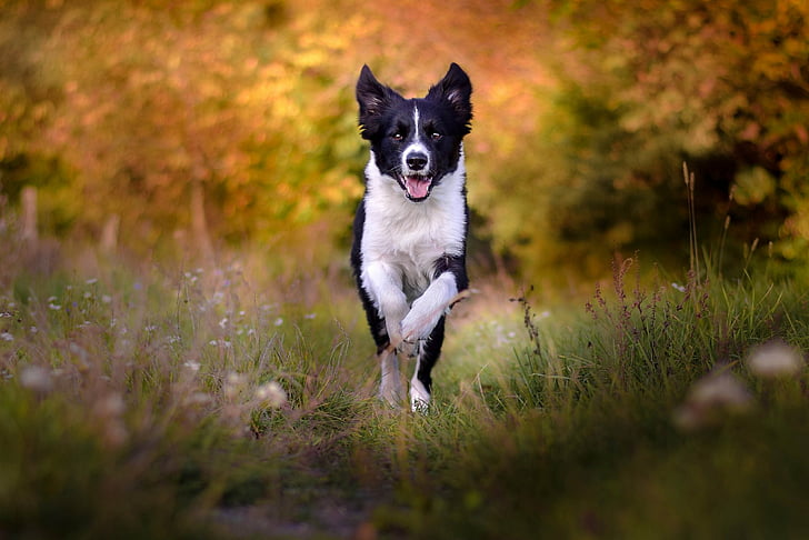 Dogs, Border Collie