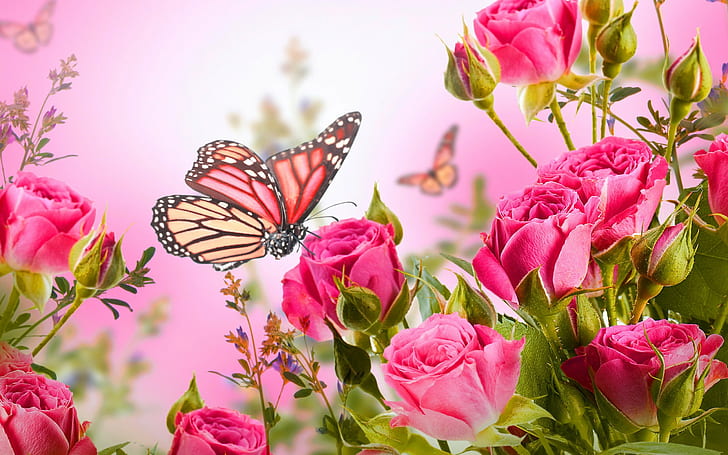 Butterfly on pink rose flowers HD Picture 2560×1600, HD wallpaper