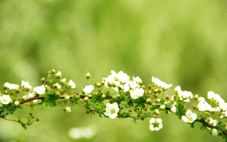 greens, branches, tree, focus, flowers, flowering, widescreen