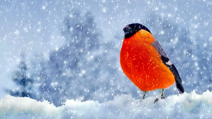 Winter Bullfinch, animals, birds, snow, orange, HD wallpaper