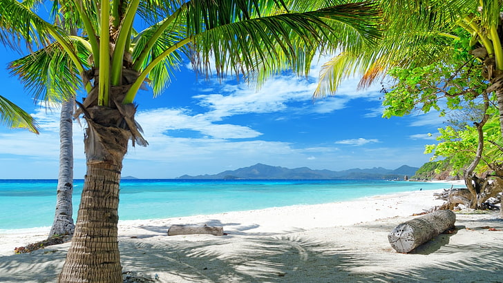 green coconut trees, tropics, beach, sand, palm trees, sea, nature, HD wallpaper