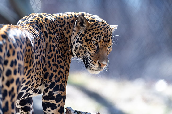 leopard feline, jaguar, big cat, predator, look, animal, animal themes, HD wallpaper