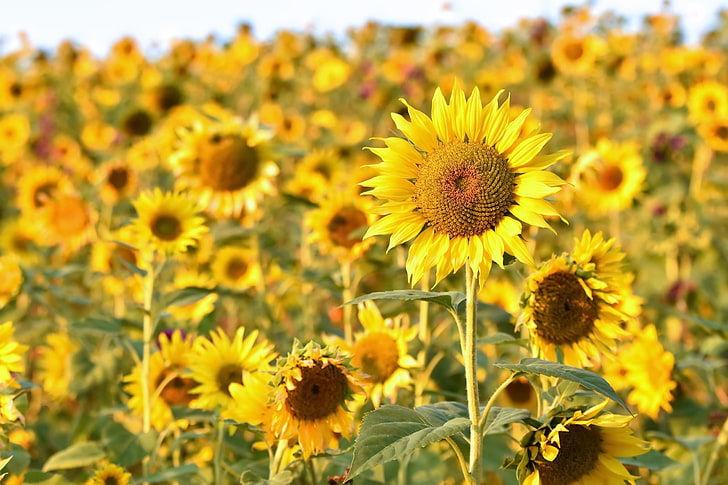 field, flowers, yellow, yellow flowers, sunflowers, flowering plant