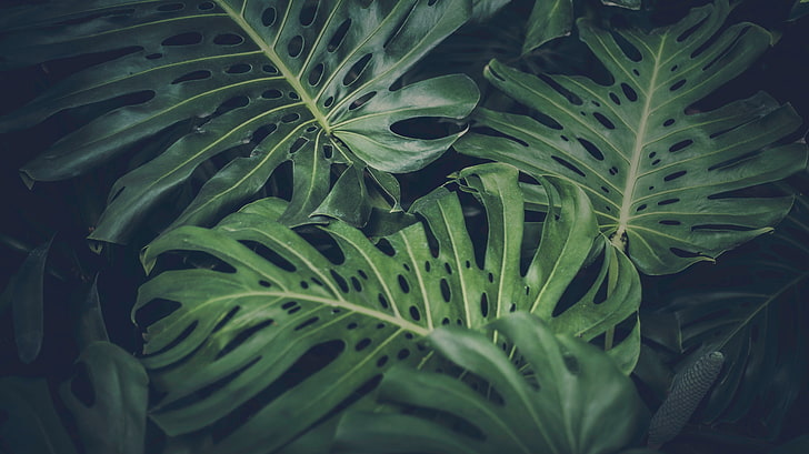 Tropical Wallpaper Exotic Green Jungle Philodendron Monstera - Etsy