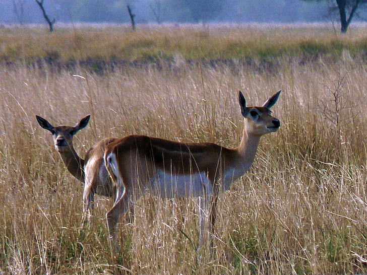 two brown deers at green grass field during daytime, blackbuck, tal chhapar, blackbuck, tal chhapar, HD wallpaper