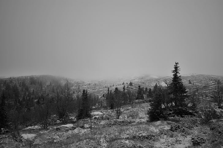 grayscale photo of tree, winter, fall, landscape, black, white, HD wallpaper