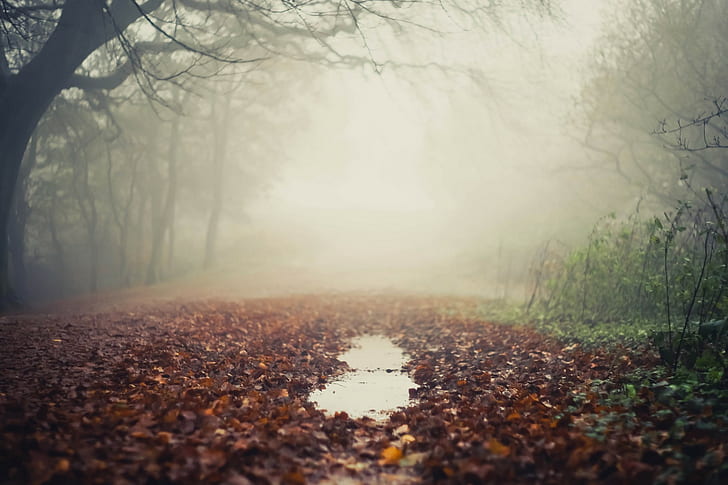 mist, puddle, leaves, HD wallpaper