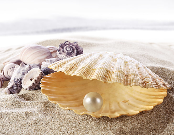 peal and shell, sand, sea, beach, shore, seashell, pearl, perl, HD wallpaper