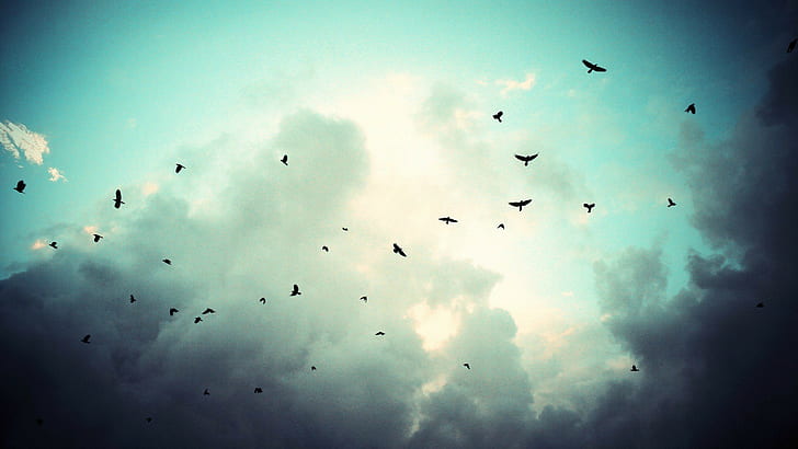 sky, birds, Fly, storm