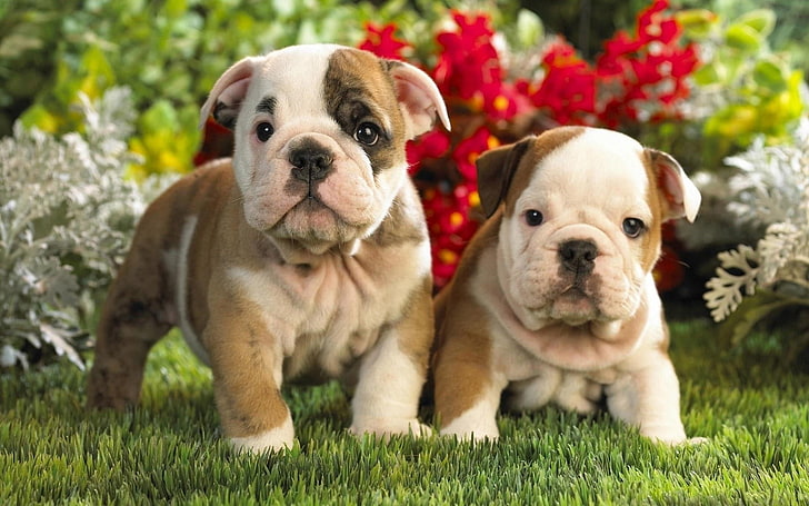 two brown-and-beige puppies, kids, couple, dog, animal, pets, HD wallpaper