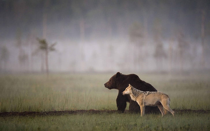 Bear Wolf HD, animals