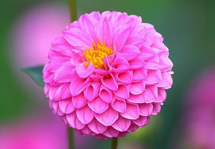 Beautiful Dahlia Flowers, pink flower, Nature, dahila, flowering plant
