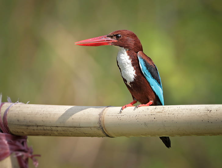 photography of brown, white and blue bird, kingfisher, kingfisher, HD wallpaper