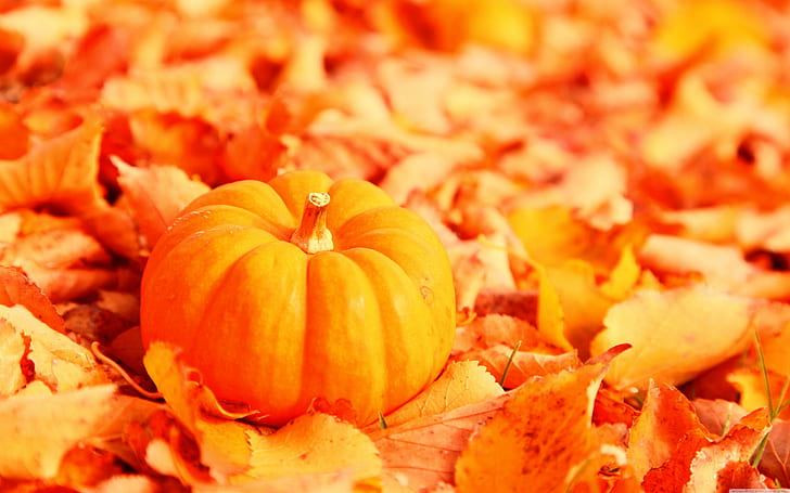 Pumpkin in dead leaves, orange pumpkin and leaf, food, fall, autumn, HD wallpaper