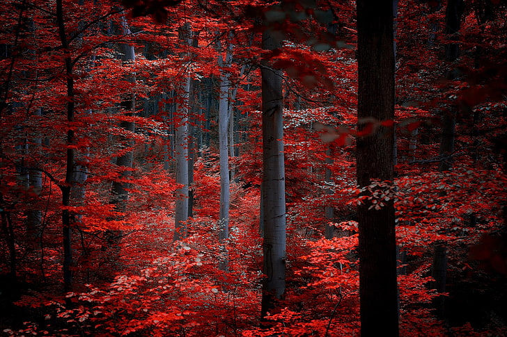 red leafed trees, autumn, forest, leaves, nature, Burgundy, crimson