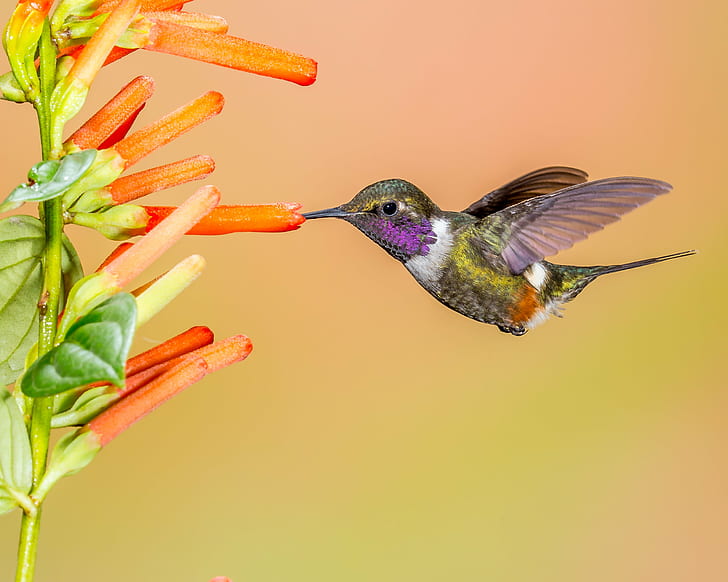 yellow and black humming bird with sniffing flower, Purple-throated Woodstar, HD wallpaper