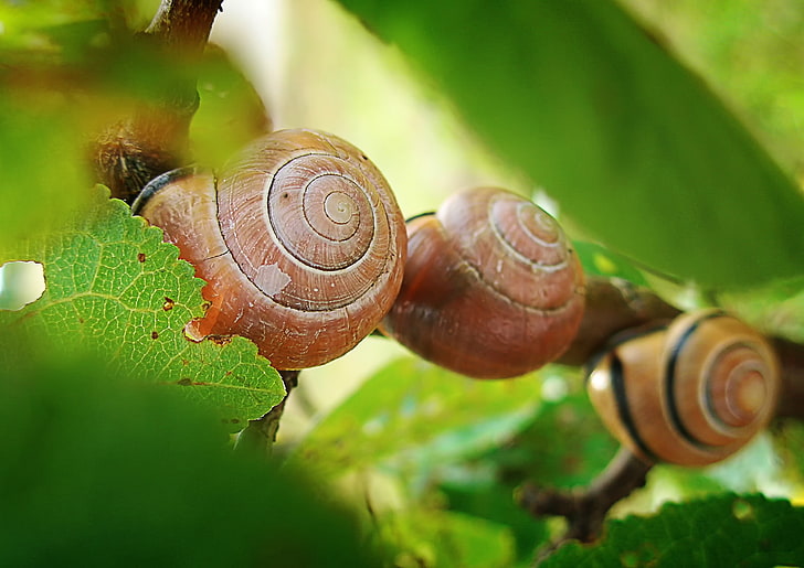 three brown snails, macro, nature, green, summer, animals, depth of field, HD wallpaper