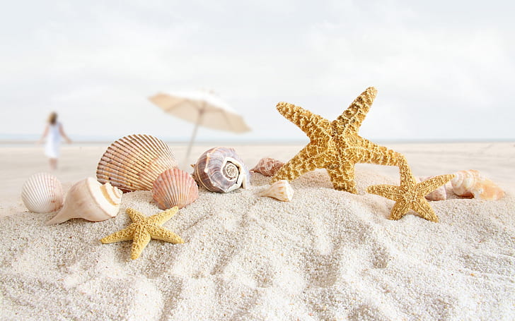 Summer Sea Shells, sand, beach